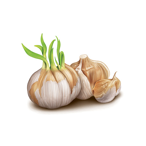 Garlic