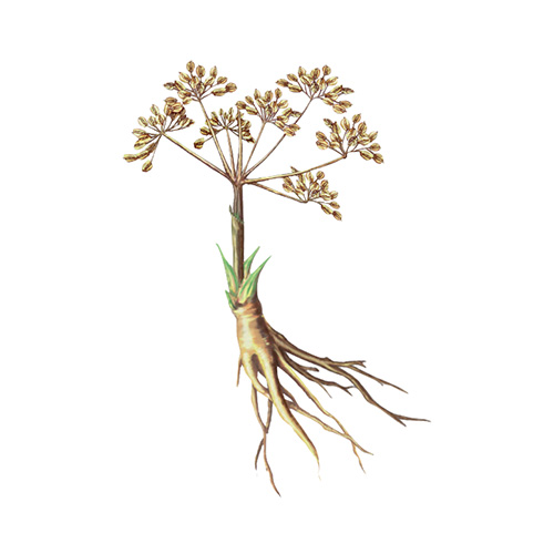 Chinese Angelica or Dong Quai