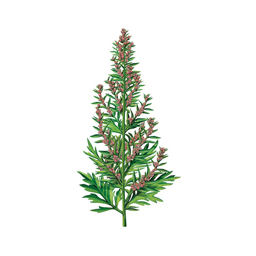 Chinese Mugwort Leaf