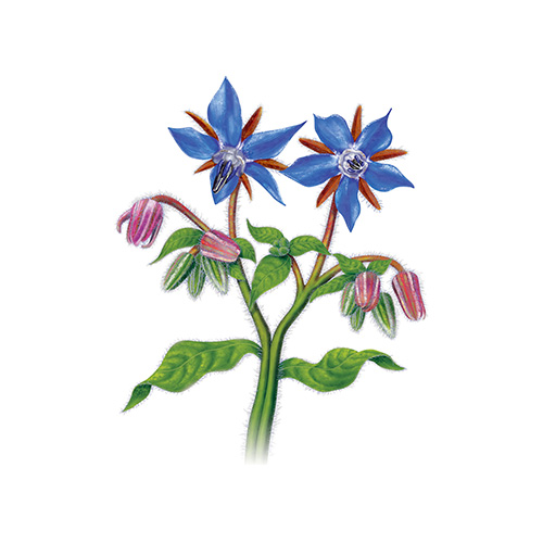 Borage Extract