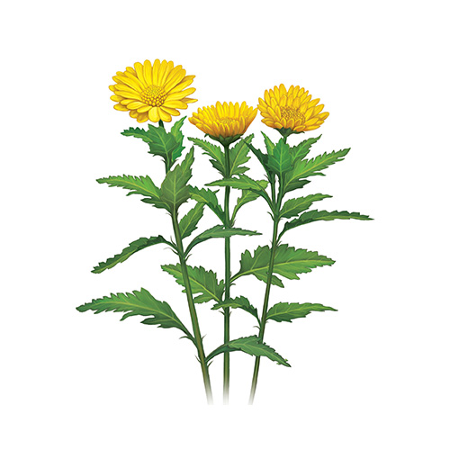 Chrysanthemum