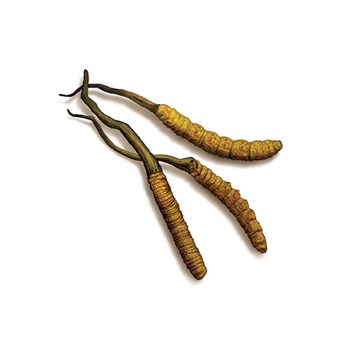 Cordyceps
