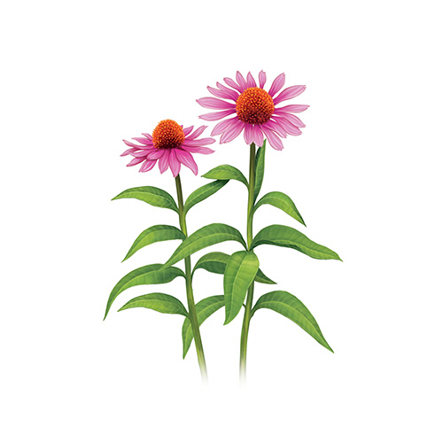 Echinacea
