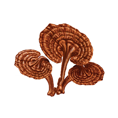 Lingzhi (Reishi)