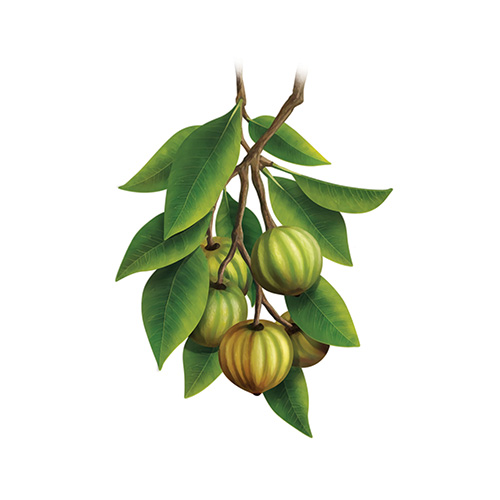 Garcinia Cambogia Fruit
