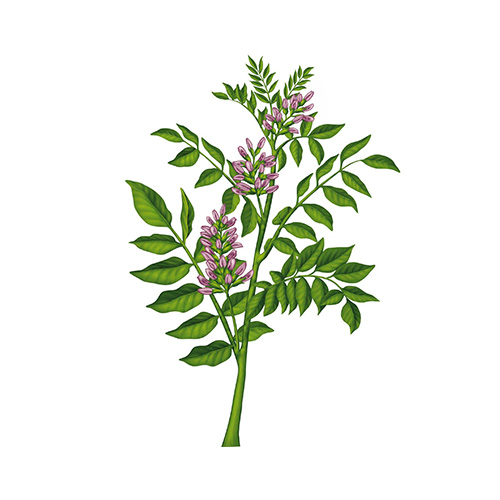 Liquorice Root
