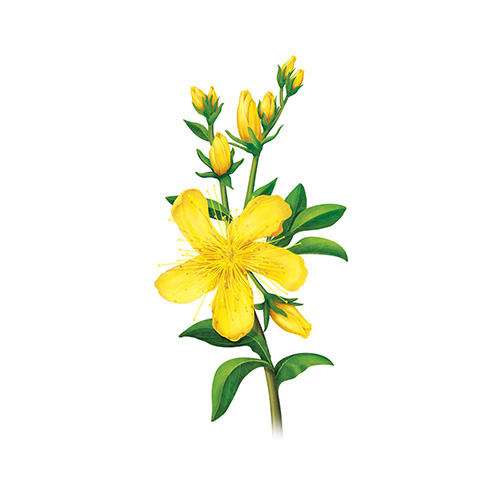 St. John's Wort