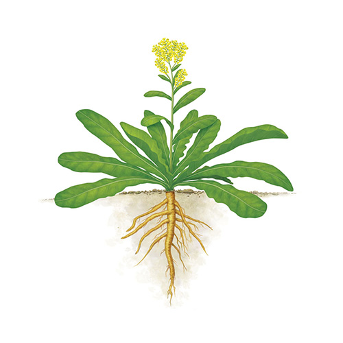 Indigowoad Root (Banlangen)