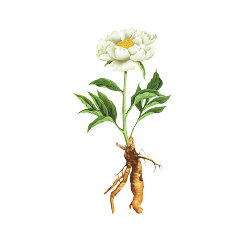 White Peony Root