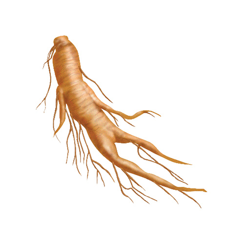 Ginseng Root