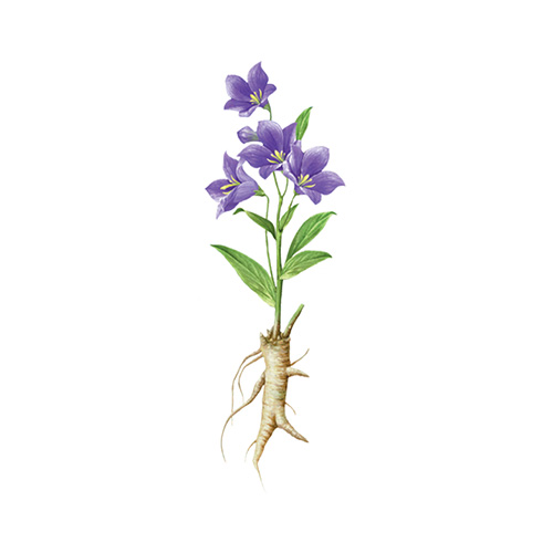 Chinese Bellflower