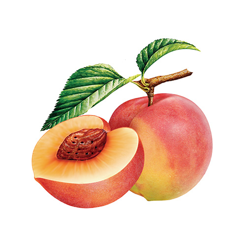 Taoren or peach kernel