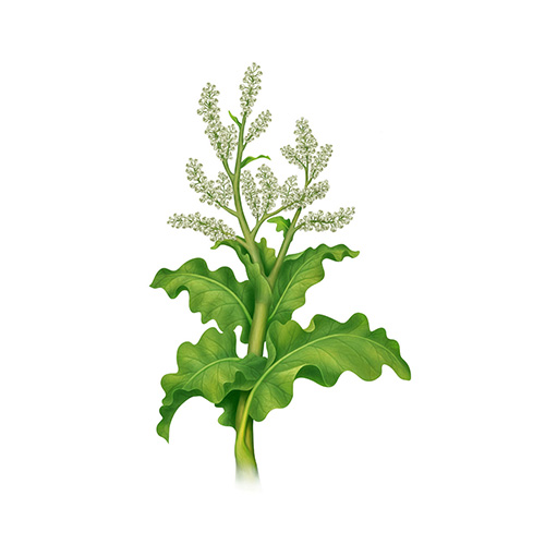 Chinese rhubarb root