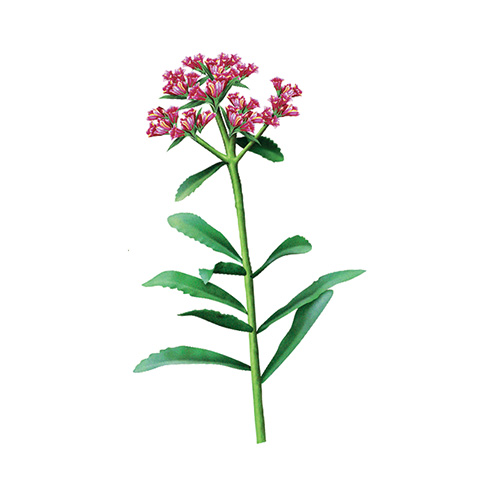 Rhodiola