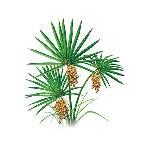 Saw Palmetto