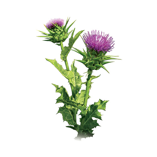Milk Thistle