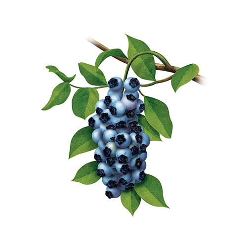 Blueberry