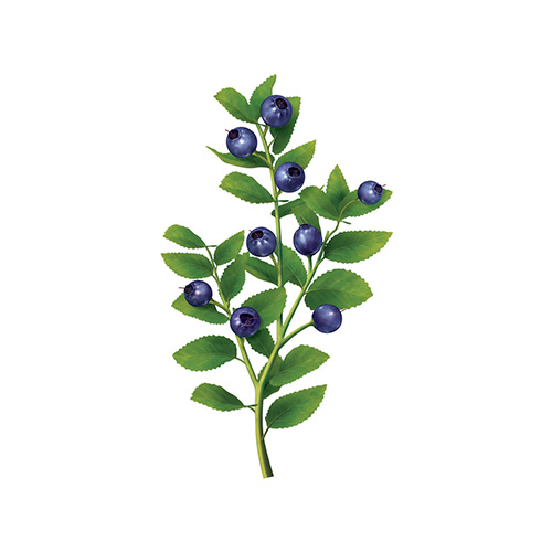Bilberry